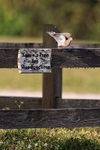 Mourning Dove portfolio