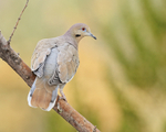 White-winged Dove, Bosque del Apache, New Mexico