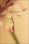 Ranunculus