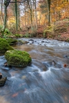 Late Autumn Brook