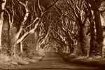 Dark Hedges, Stranocum (Sepia)