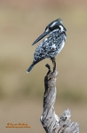 Pied stare