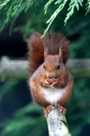 Red Squirrel eating nut