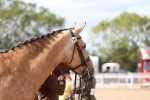 Class 312 - IH Competition Horse-Pony portfolio