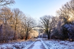 Winter Forest Walk