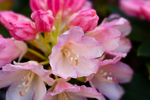 Pink Rhododendron - DSC_7267_00040