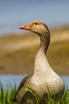 RSPB Minsmere 6May22-169