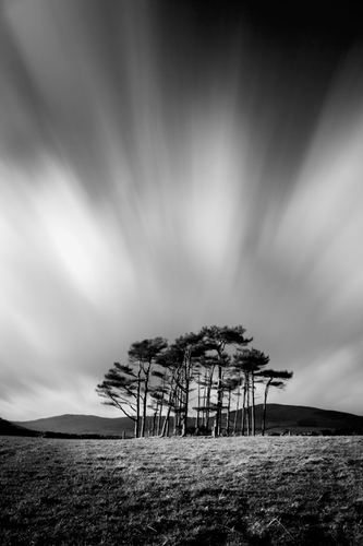 The copse of firs stand firm against the gale force winter winds.