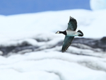 Barnacle Goose flying, iceberg background, Jokulsarlon, Iceland