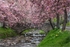 Dollar Burn Rector's Bridge Blossom