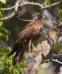 African Harrier-hawk (immature) perched in a tree