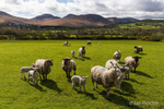 Sheep on Lower Slopes of Western Mournes