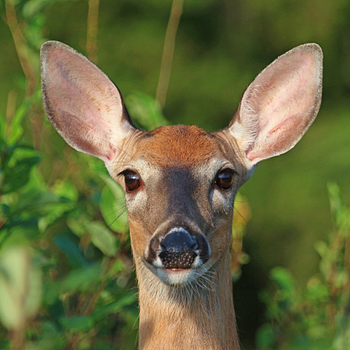 Macro of a white-tailed doe.