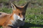 Red Fox