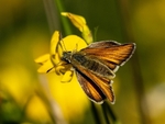 Essex Skipper