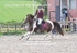 BPP_6544