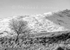 Tree and Sheeffry Mountain