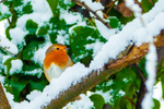 Robin Erithacus rubecula3742