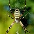 Argiope bruennichi (Wasp Spider)