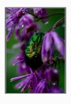 Cetonia aurata 2