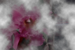 Orchid in the Mist
