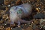 Rossia macrosoma