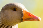 20150503-8E0A9045