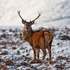Red Deer Stag in Snow