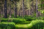 Pine Tree Path