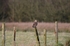 Short-eared Owl
