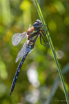 Migrant hawker in the Reeds