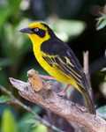 Baglafecht Weaver portfolio