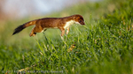 Stoat (Mustela erminea) hunting