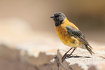 Black-hooded Sierra-Finch, side view, El Tatio, Chile