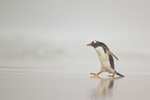 Gentoo Penguin on misty beach, Saunders Island, Falklands