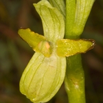 Early Spider (Ophrys sphegodes). aberrant flowers no lip - replaced by sepals