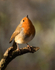 Robin