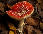 Fly Agaric (03)