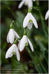 Snowdrops