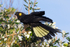 Yellow-tailed Black-cockatoo Female 4 0A3A8941