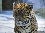 So. American Jaguar