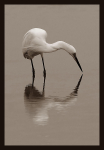Harmony Of Nature