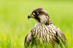 Peregrine