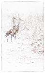 SANDHILL CRANES IN SNOW - LONG POINT