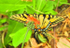 Tiger Swallowtail