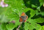 Small Copper