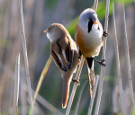 Bearded Tits
