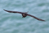 Raven in flight along the cliffs at Durlston
