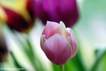 Flowers 17 - 24