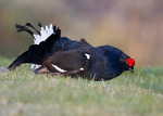 Game Birds portfolio